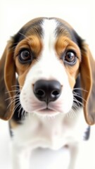 Generative AI, Close-up of a two-month-old Beagle puppy with gentle, curious expression against white background