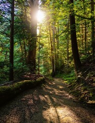 Obraz premium Sunbeams illuminate a forest path, dappled light creating a sense of peace and tranquility.