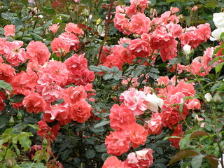 Flowers photos captured from Melbourne Using Olympus Camera- Flowers with due drops on