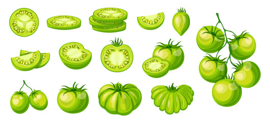 Set of fresh green tomatoes in cartoon style. Vector illustration of delicious tomatoes, whole, halves, slices, with green stems, seeds isolated on white background. A branch of tomatoes. Harvest.