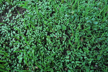 Catch crop in the bed in autumn. Young seedlings.