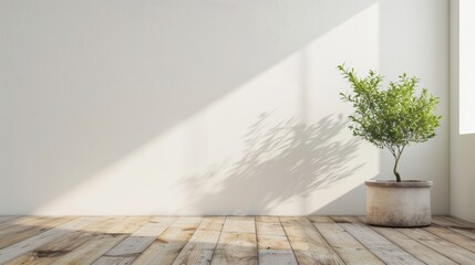 Potted plant casting shadow on white wall