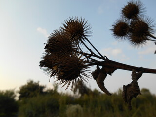 Dry burdock fruits against the sky background.