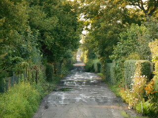 Dirt road lined with bushes.