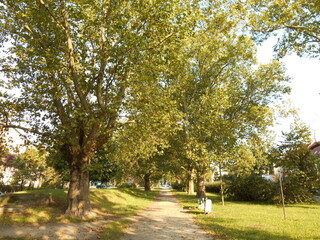 Plane trees and other trees in the avenue.