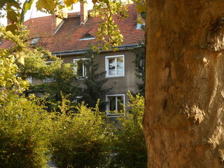 Plane tree in the foreground. Houses in the background.