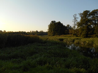 Wild surroundings of the Oława River in Wrocław, Poland.