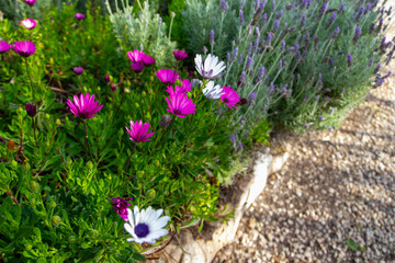 pink and white flowers on green garden