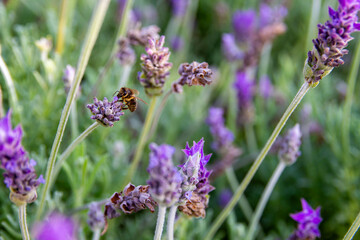lavanda and jardin verde