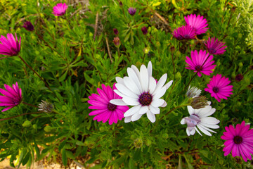 pink and white flowers on green garden