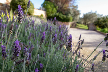 lavanda and jardin verde