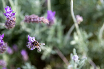 lavanda and jardin verde