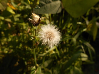 The plants fruit in late summer.