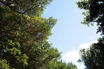 Sunlight Streaming Through Green Foliage Against a Blue Sky, Highlighting the Beauty of Nature in a Forest Landscape