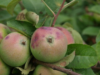 Unripe apples