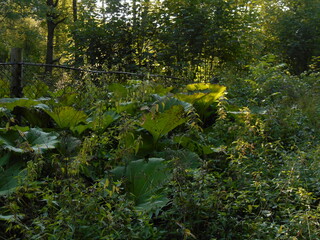 Petasites hybridus, also known as the butterbur. Thickets in the forest. Leaves visible.