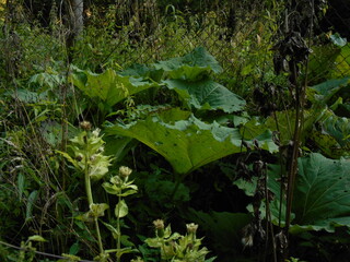 Petasites hybridus, also known as the butterbur. Thickets in the forest. Leaves visible.