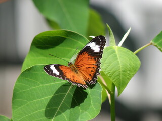 captured using OLYMPUS DIGITAL CAMERA