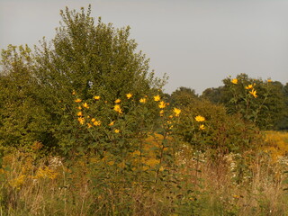 Shrubs and herbaceous vegetation on wasteland.