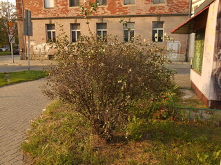 Snowberry bush in the city.