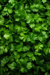 A close-up shot of fresh, green parsley leaves.