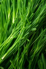 A close-up shot of fresh, green, organic chives, perfect for use in a culinary or gardening context.