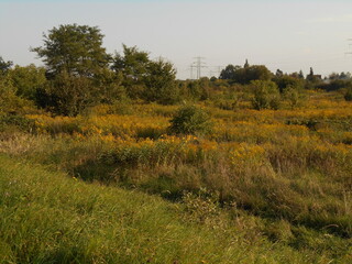 Wasteland and thickets in late summer in Poland.