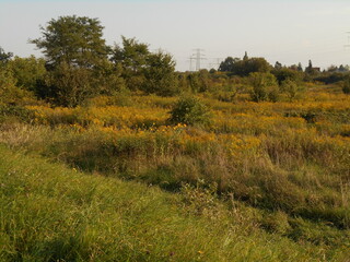 Wasteland and thickets in late summer in Poland.