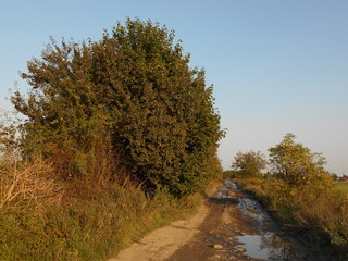 Bushes and a dirt road with puddles.