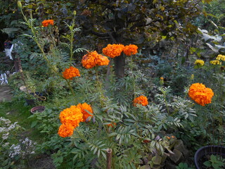 Flowers