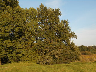 The edge of the city park.