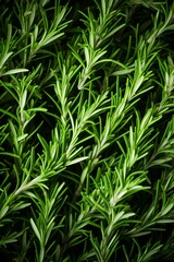 Close-up of fresh green rosemary sprigs.