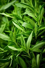 Obraz premium Fresh green rosemary sprigs close up.