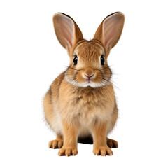 Small Rabbit Isolated On Transparent Background	