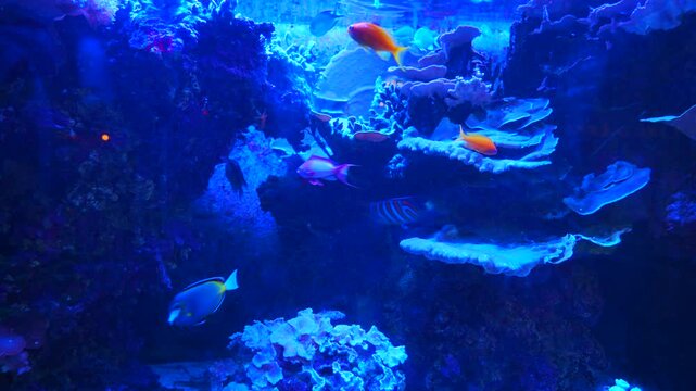 Tropical fish and corals: Threadfish seabass, wrasse, bluegreen chromis, orange fairy basslet, sixline wrasse, sailfin tang, pacific blue tang, unicornfish, surgeonfish, butterflyfish, angelfish