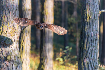 Tawny Owl (Strix aluco) in Flight Through a Forest