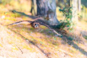 Tawny Owl (Strix aluco) in Flight Through a Forest
