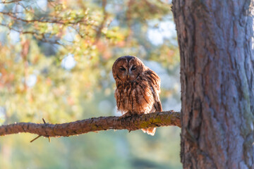 Tawny Owl (Strix aluco) Perched on a Branch in a Forest Setting
