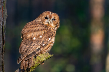 Tawny Owl (Strix aluco) Perched on a Branch in a Forest Setting