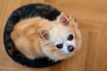 Chihuahua Looking Upwards from a Top-Down Perspective