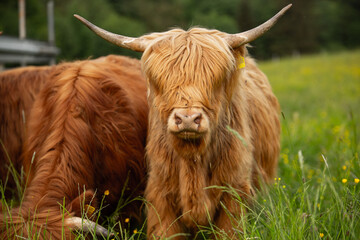 Highland cattle grazing in a lush green meadow