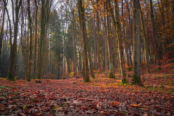 Autumn Forest with Colorful Foliage and Setting Sun Over Fallen Leaves
