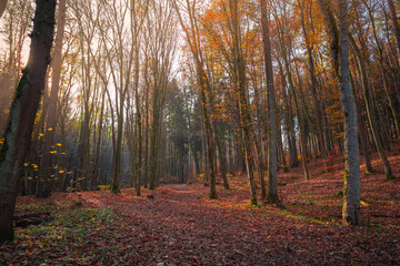 Autumn Forest with Colorful Foliage and Setting Sun Over Fallen Leaves