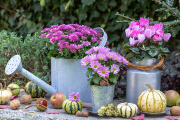 Garten-Arrangement mit pink Chrysanthemen und Alpenveilchen in Zink-Gefäßen und Kürbissen