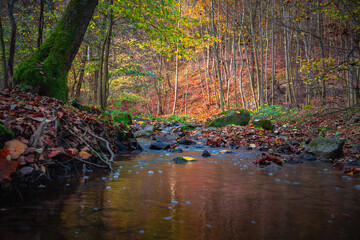 Autumn stream in a forest with moss-covered rocks from a low angle view