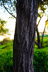 Close-up of tree bark texture with sunlight and greenery in the background.