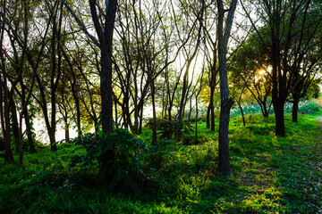 Sunset through trees by water, casting shadows and light rays.
