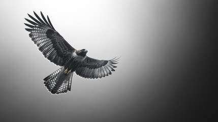 Naklejka premium Hawk in Flight