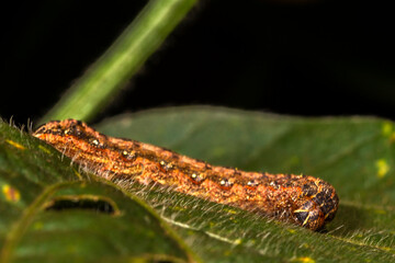 A armyworm (Spodoptera frugiperda) prague eating the leaf of soy plant in farm in Brazil