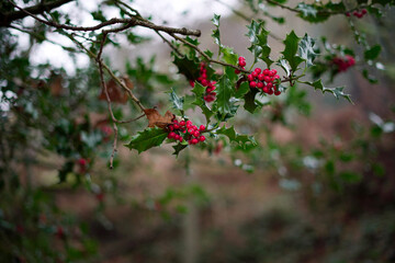 Holly 